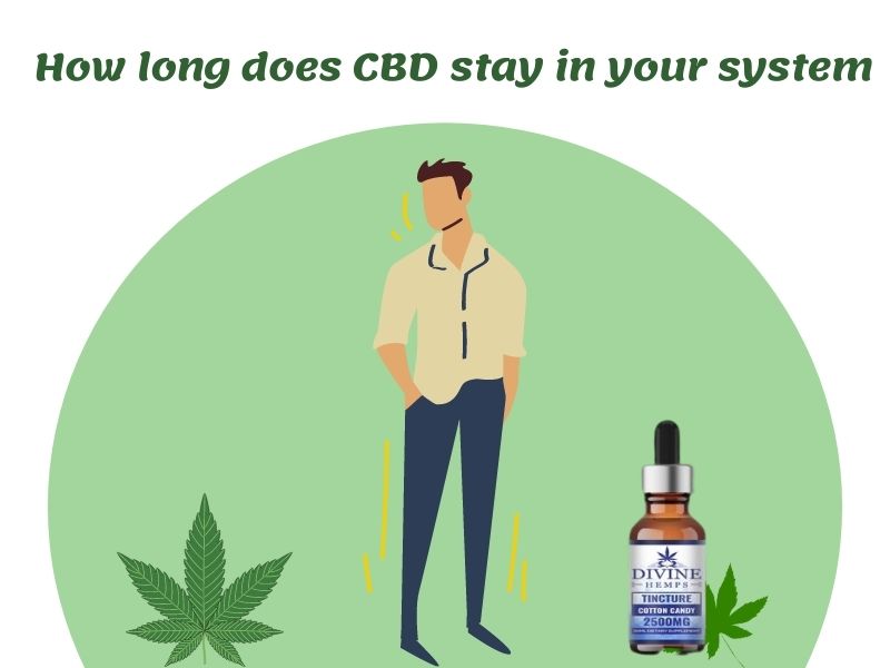How-long-does-CBD-stay-in-your-system