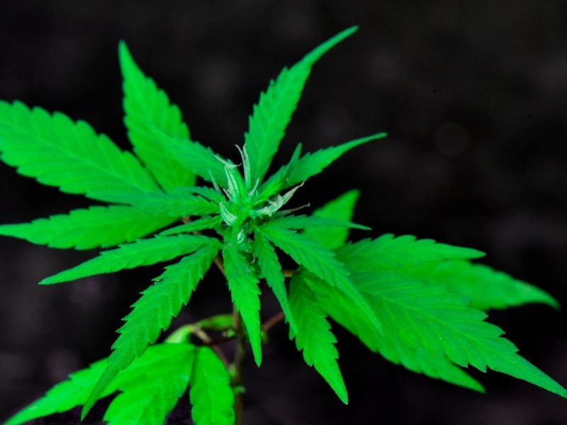 Cannabis Sativa - Industrial Hemp Plant