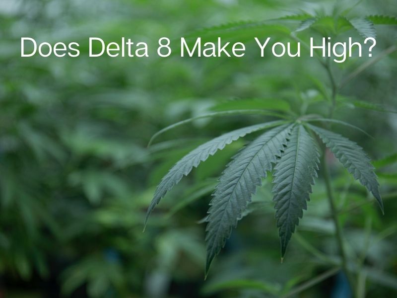 Does Delta 8 Make You High