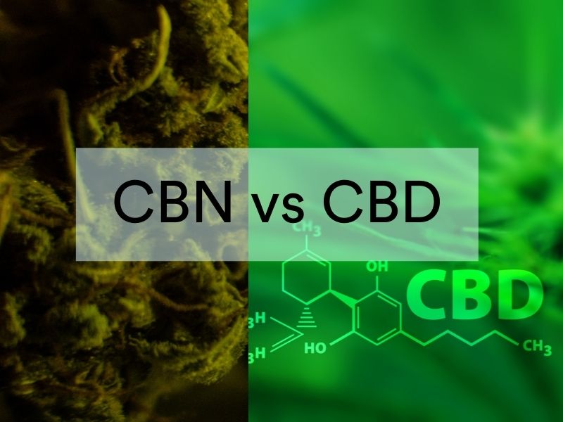CBN vs CBD