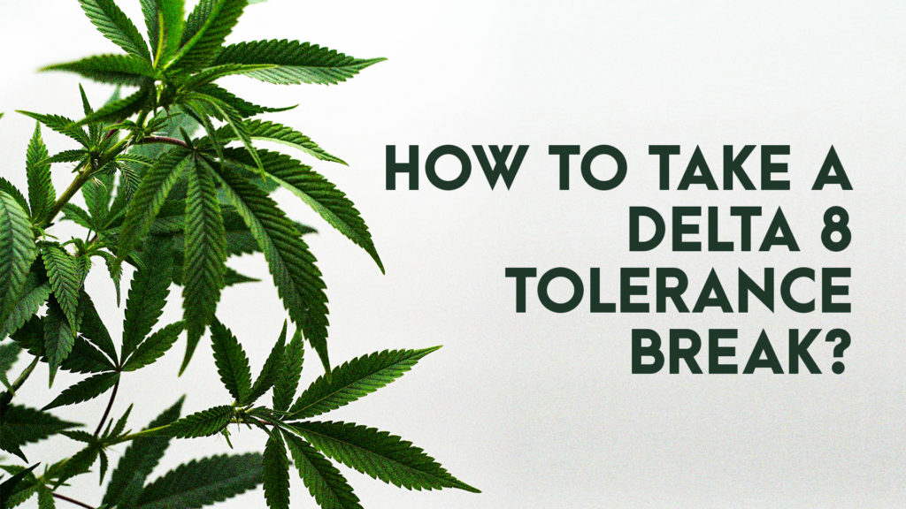  How to take a Delta 8 tolerance break