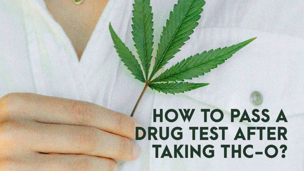 How to pass a drug test after Taking THC-O